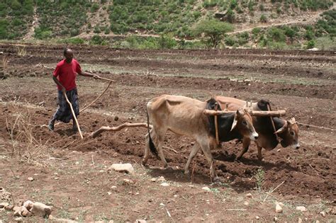  Between the Plough and the Stars: Unveiling the Poetry of Ethiopian Agriculture