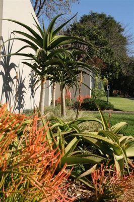  The Waterwise Gardener: A Guide to Sustainable Gardening Practices in South Africa – Unveiling Nature's Secrets for Flourishing Gardens