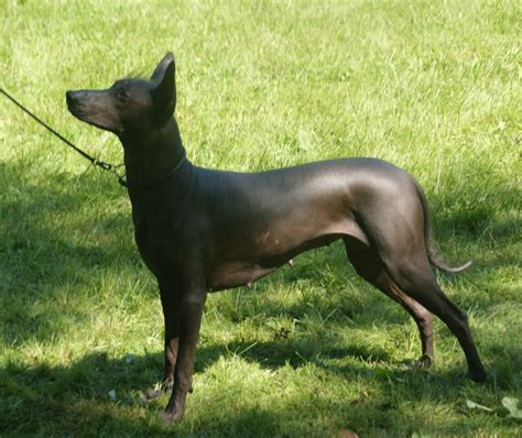  Xoloitzcuintli: Deities and Dogs